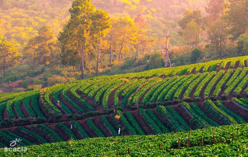 Chiang Mai, Thailand